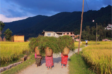 Травособиратели в долине Катманду