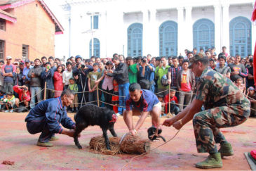 Жертвоприношение животных на центральной площади Катманду в праздник Дассаин