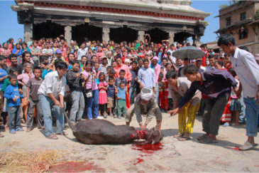 Жертвоприношение животных в честь праздника Дассаин на площади деревни Бунгамати