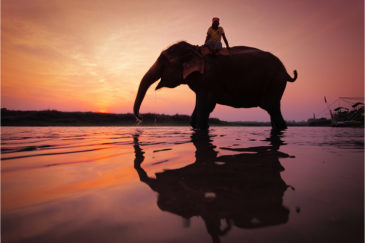 Слон на водопое, нац. парк Читван