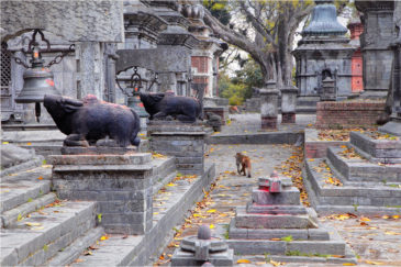 Старые храмы Пашупатинатха