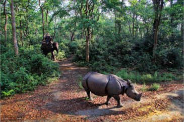 Преследование носорога в национальном парке Читван