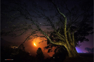 Старое дерево в поселке Бандипур и лесной пожар