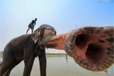Купание слона в деревне Саураха (нац. парк Читван)