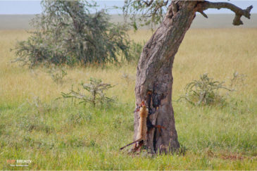 Леопард тащит тушу антилопы на дерево. Нац. парк Серенгети