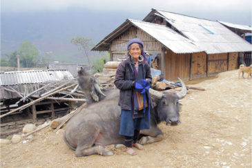 Бабуля народности хмонг со своими буйволами