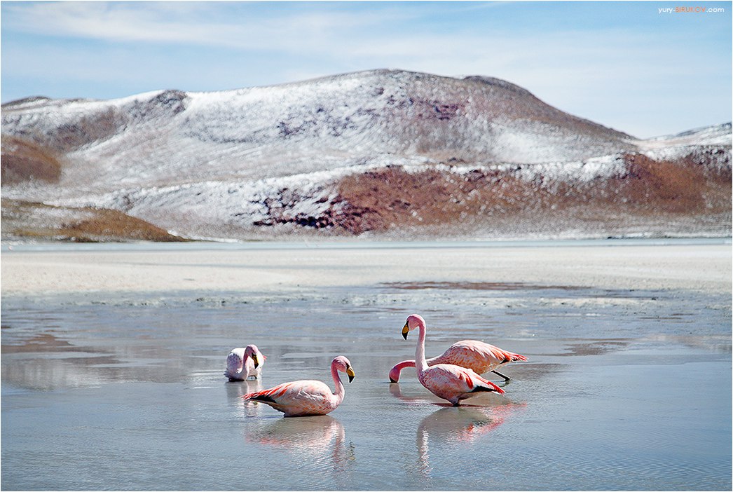 Фламинго среди льдов в холодных горных озерах