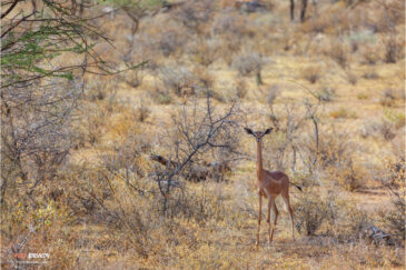 Антилопа геренук (жирафовая газель) в заповеднике Калама