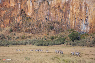 Миграция зебр в национальном парке "Ворота ада"