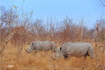 Носороги рано утром в национальном парке Крюгер
