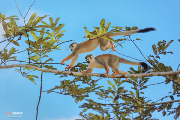 Беличьи обезьяны (саймири) в амазонской сельве национального парка Ясуни