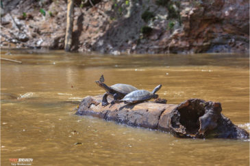 Речные черепахи на притоке Амазонки реке Ширупино в нац. парке Ясуни