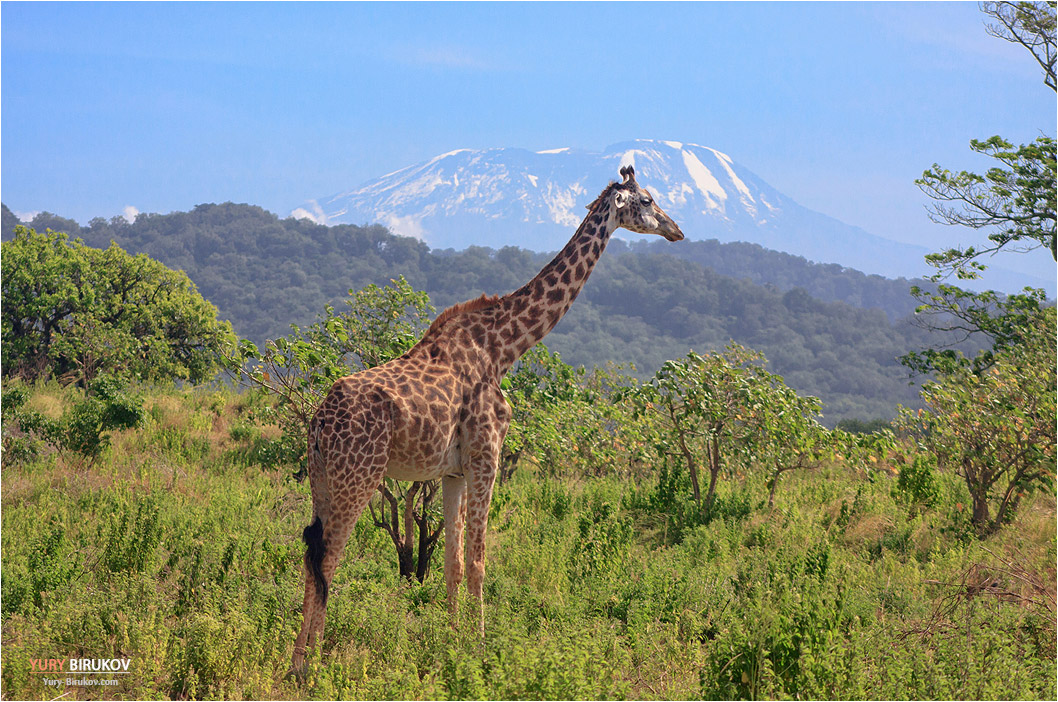 Жираф на фоне г. Килиманджаро в нац. парке Аруша
