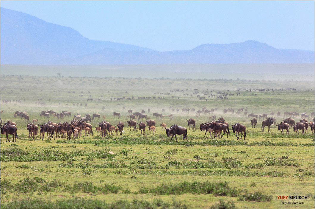 Великая миграция антилоп гну на равнинах Серенгети