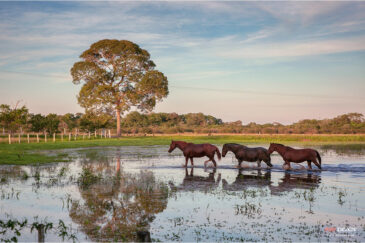 Лошади возвращаются вечером на ферму среди болот Пантанал