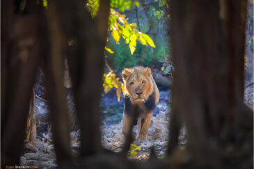 Последние азиатские львы в национальном парке Сасан Гир в штате Гуджарат