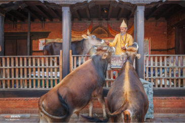 Кормление священных коров в пригороде Катманду Пашупатинатхе
