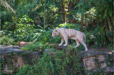Белый тигр в сингапурском зоо