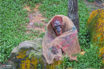 Умный орангутан в зоопарке Сингапура