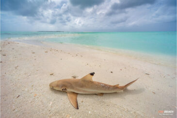 Смерть на мальдивском пляже. Остров Тулусду