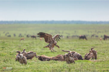 Грифы-падальщики над тушей антилопы гну в национальном парке Серенгети