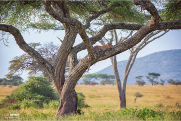 Леопард в национальном парке Серенгети