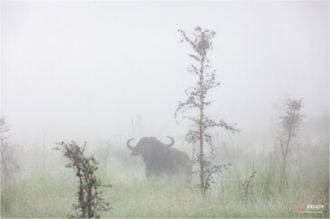 Туман в национальном парке Серенгети