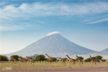 Жирафы и священный вулкан племени масаи Ол Доиньо Ленгаи